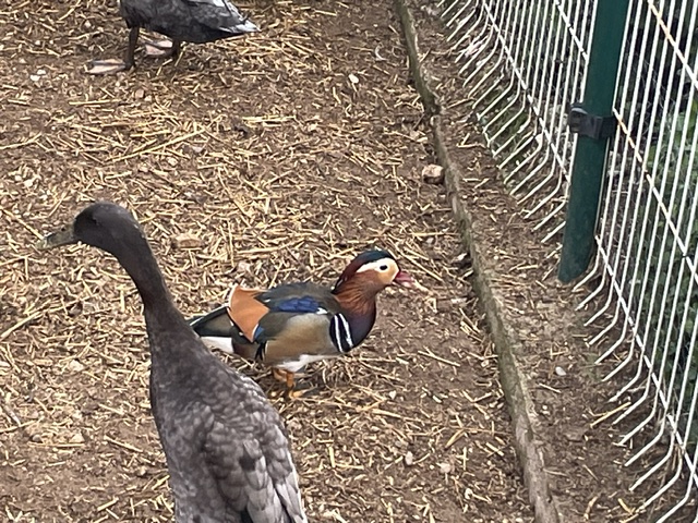 Colourful mandarin duck in the duck enclosure