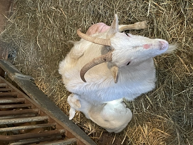 White goat lying in the straw with her kid
