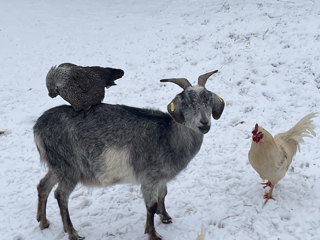 Goat in the snow with a hen perched on its back and a rooster beside it