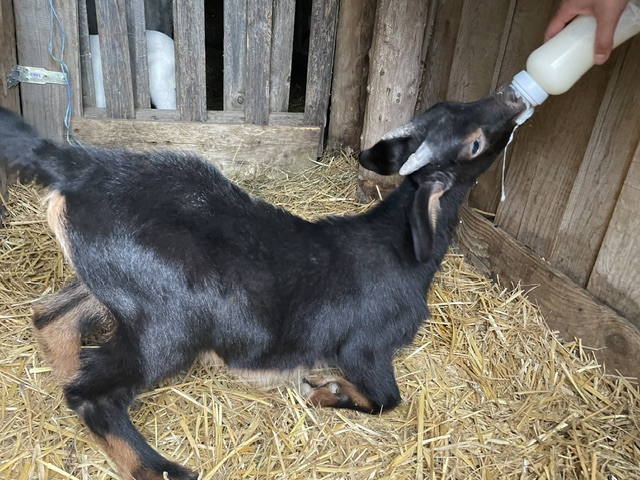 Black kid goat drinking from a bottle in the straw