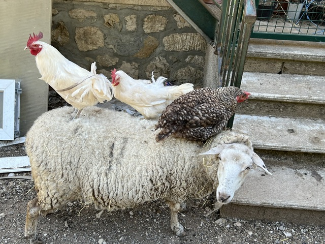 Sheep with two roosters and a hen perched on its back