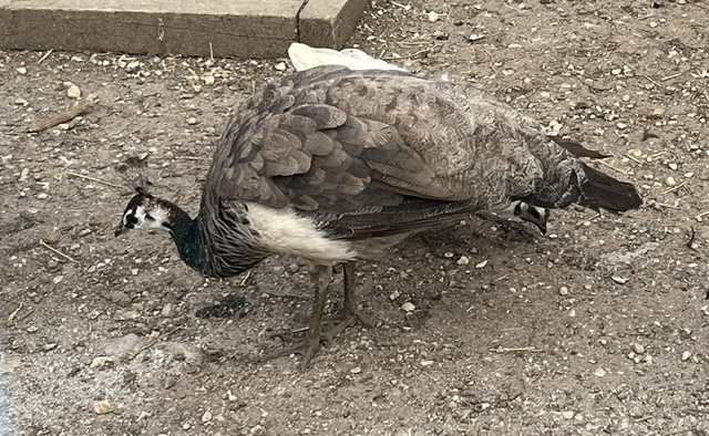 Peahen pecking in the farm yard